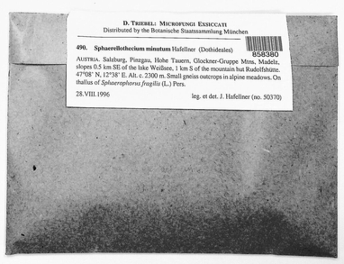 Sphaerellothecium minutum image